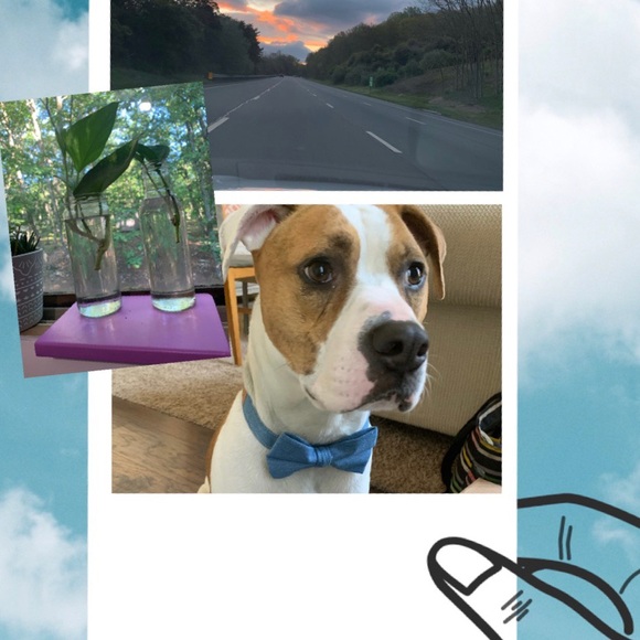 Meet your Posher, Zaria - Picture 2 of 4